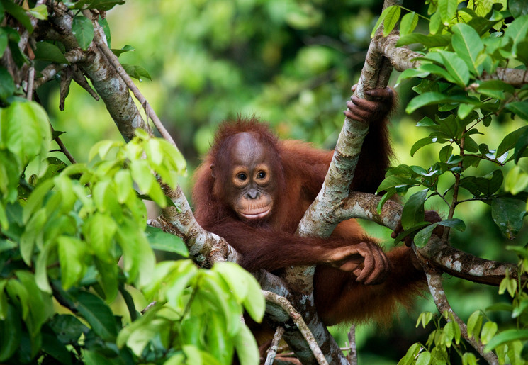 Orang-oetans in Bukit Lawang