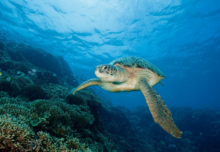 Een zeeschildpad gespot in de wateren bij Indonesië