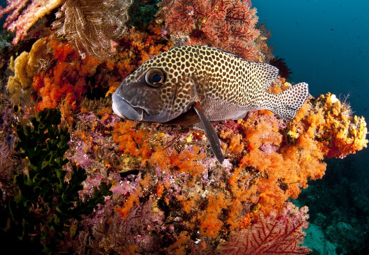 Indonesie-varen-boot-duiken-oostelijk21