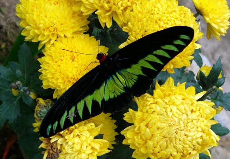 Er zijn kleurrijke vlinders te vinden in Belum Rainforest