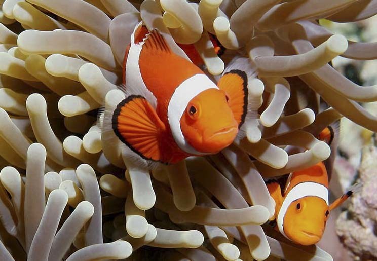 Nemo clownvis onderwater met koraal