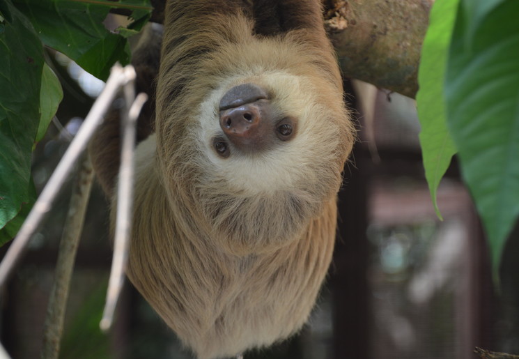 Jaguar-Rescue-Center-23(10)