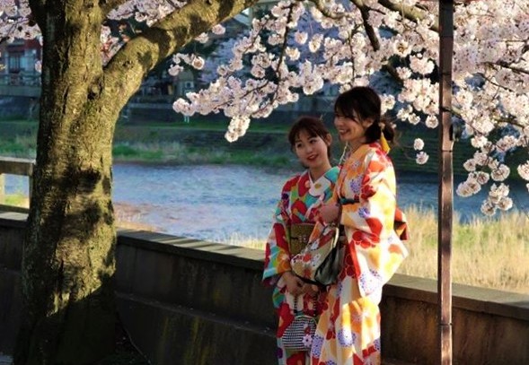 Japanse vrouwen bij de kersenbloesem in Kanazawa