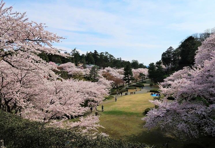 Een must-see in Japan: de kersenbloesem