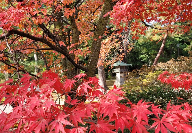 Prachtige tuinen in de herfstkleuren in Kanazawa