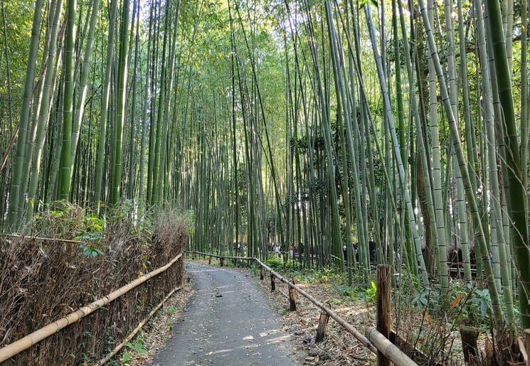 Het prachtige bamboebos in Kyoto