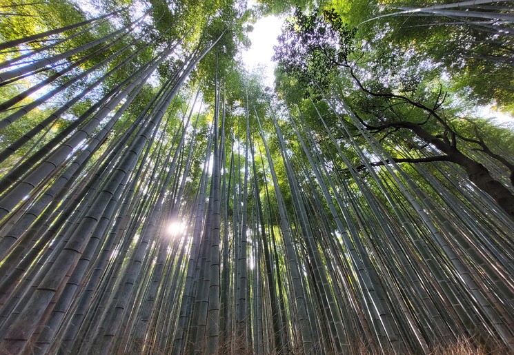 Wandelen door het bamboebos van Kyoto