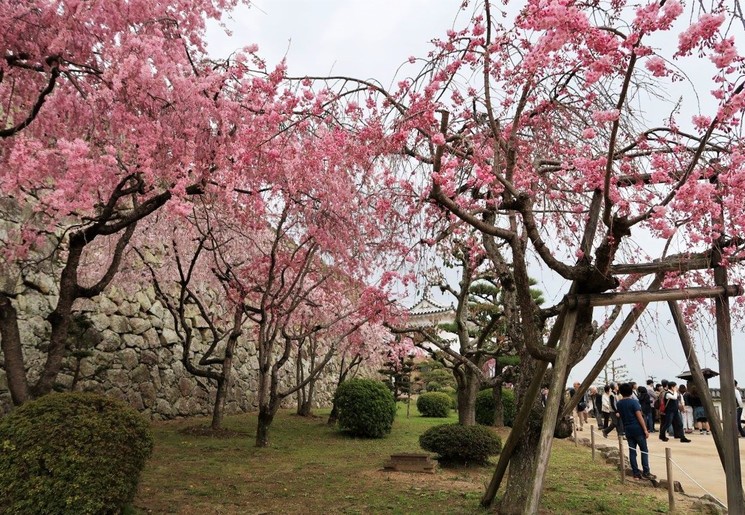 Kersenbloesem bij de Himeji Castle