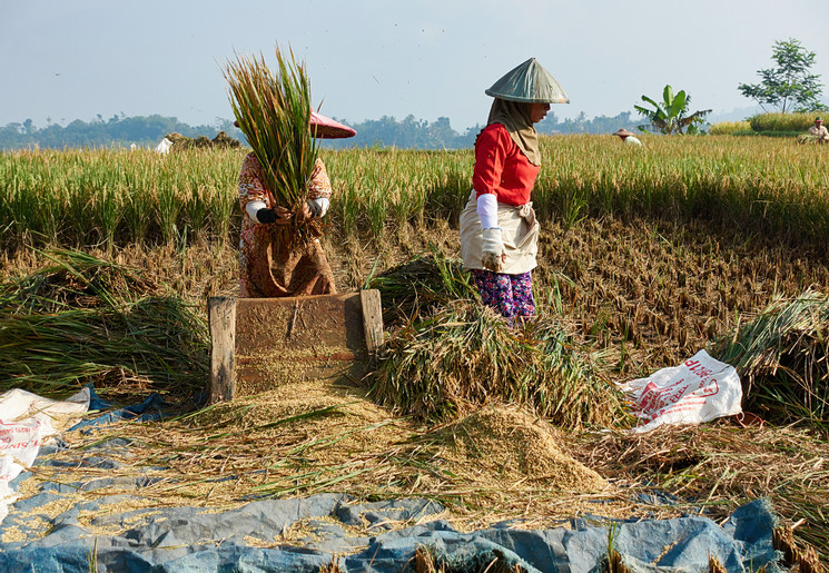 Java-Nagrak-Kampung-Padi