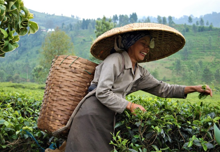 Locals in de theevelden van Java