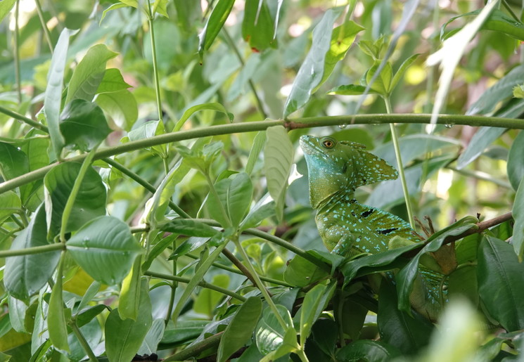 Hagedis Tortuguero national park