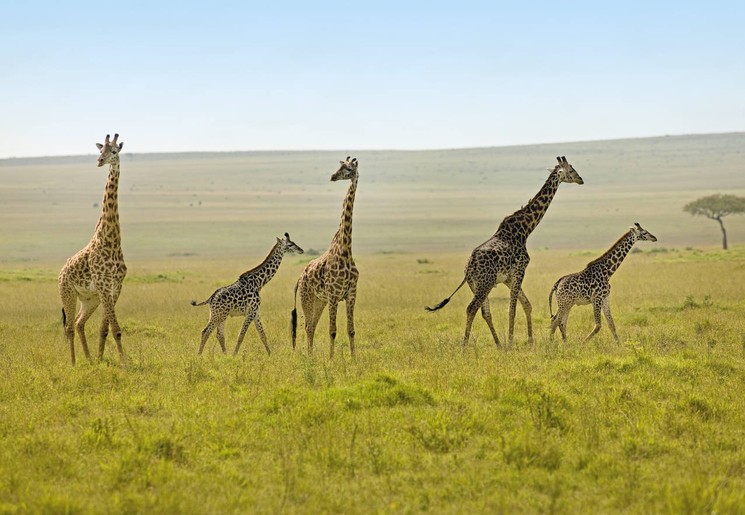 Giraffen samen met hun jongen op de savanne in Kenia