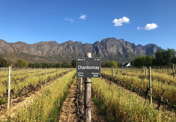 Wijnvelden rondom Kaapstad