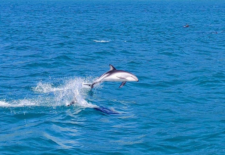 Springende dolfijn bij Kaikoura, Nieuw-Zeeland