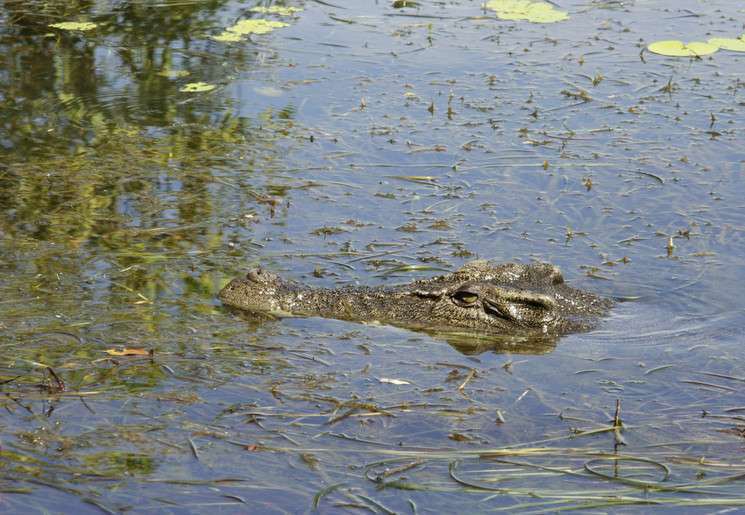 Spot krokodillen in Kakadu National Park, Australië