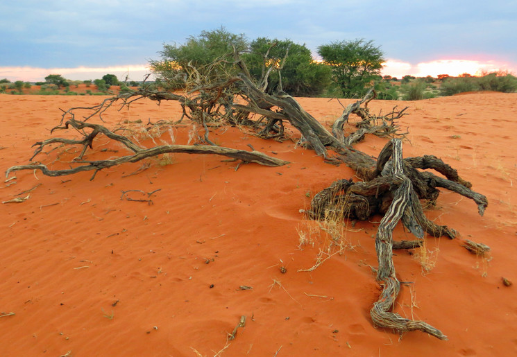 Kalahari (13)