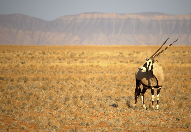Spot wild in Kalahari, Namibië
