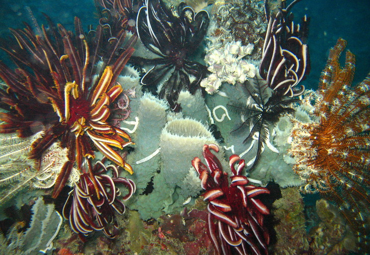 Kalimantan-Derawan-onderwater