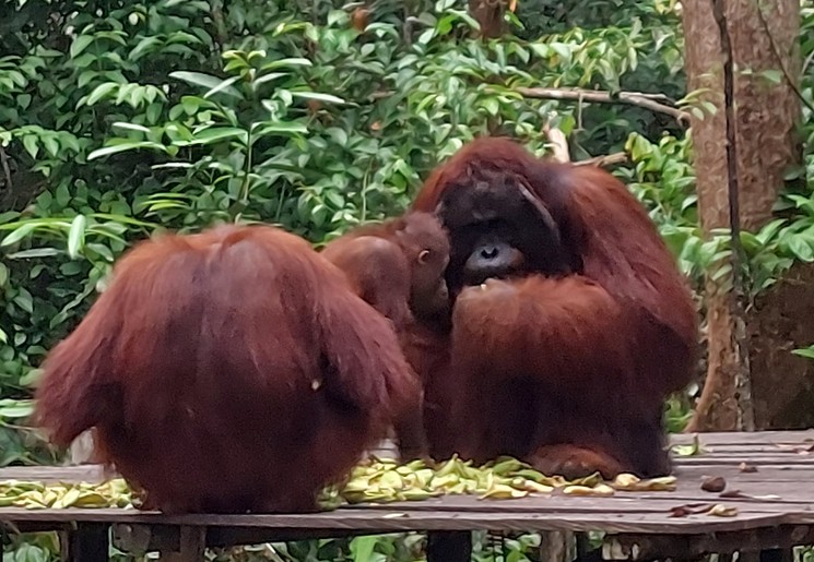 Tanjung Puting Orang Oetans