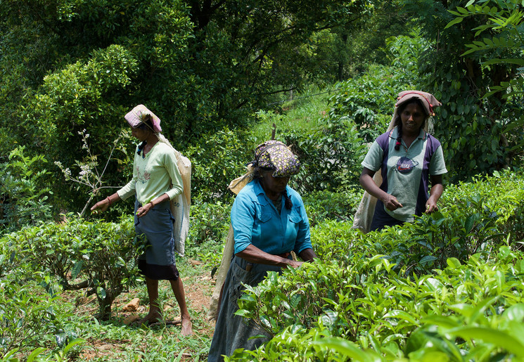 Homestay op het platteland in Kandy