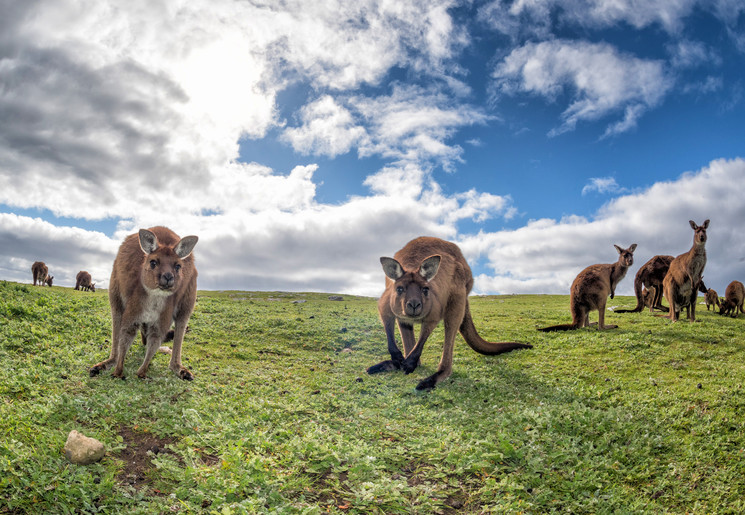 Kangeroes op Kangaroo Island, Australië