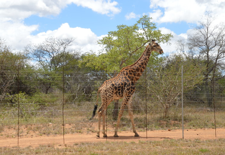 Giraffe in Kapama wildpark