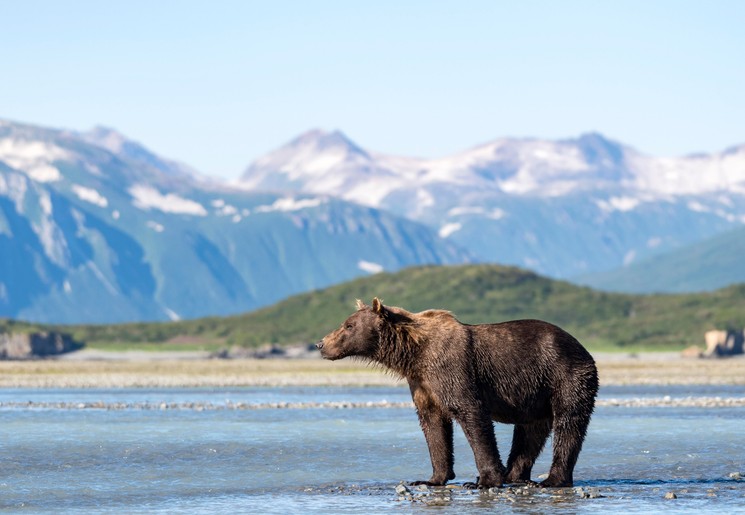 Beren spotten in Katmai National Park, Alaska