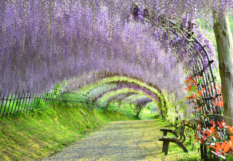 Kawachi_Wisteria_Garden_Fukuoka_Japan_370818