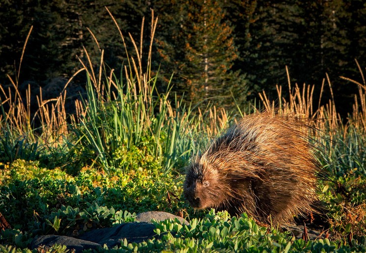Stekelvarken bij Kenai Fjords National Park, Alaska, Amerika