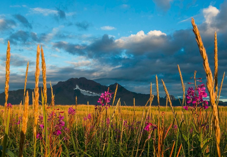 Wilde bloemen in het Kenai Fjords National Park