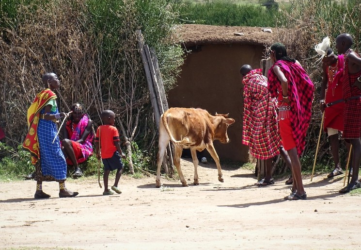 De Masai stam samen met hun kalf op pad