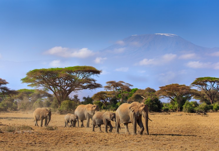 Olifanten in het Amboseli NP, Kenia