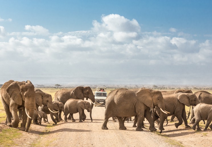 Tijdens de safari zie je groepen olifanten in het Amboseli National Park Tijdens de safari zie je groepen olifanten in het Amboseli National Park
