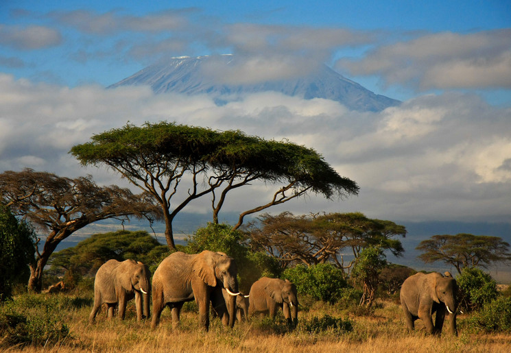 Zie olifanten in Amboseli National Park