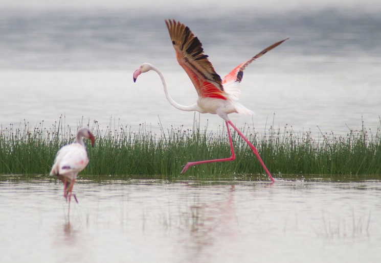 Er leven nog enkele flamingo's bij Lake Elementaita