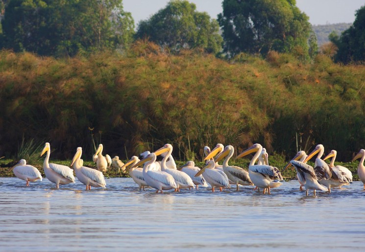 Pelikanen bij Lake Naivasha in Kenia