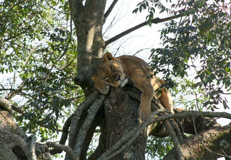 Kenia-Lake-Nakuru-Leeuw Kenia-Lake-Nakuru-Leeuw
