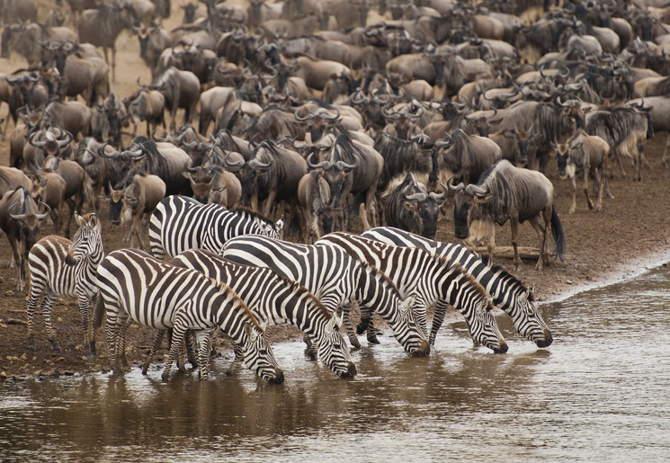 Migratie in de Masai Mara