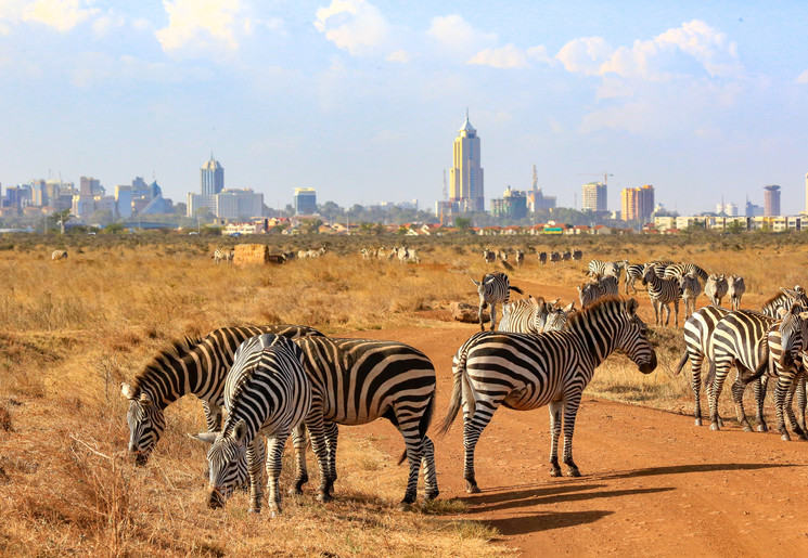 Zebra's op de voorgrond van de skyline van Nairobi