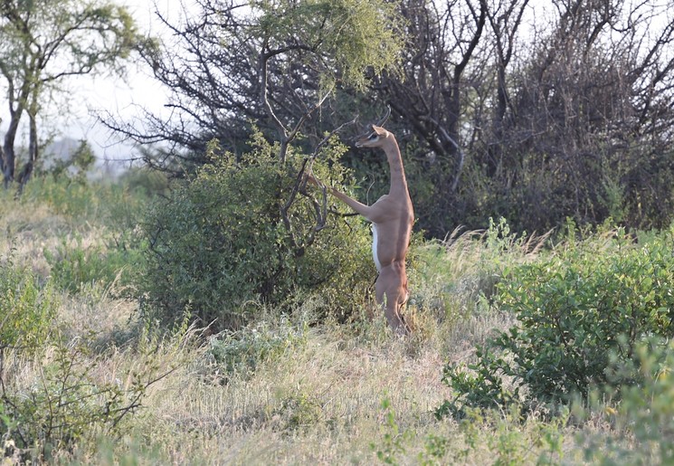 Generoek girafgazelle, die op zijn achterpoten de bladeren van de bomen plukt.