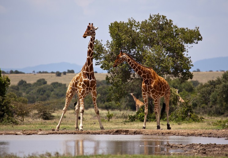 Giraffen in Kenia