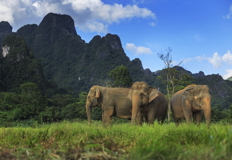 Olifanten bij Elephant Hills in het Khao Sok National Park, Thailand Olifanten bij Elephant Hills in het Khao Sok National Park, Thailand