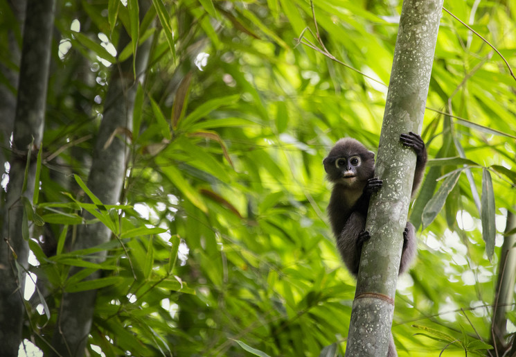 Mijn tips voor een bezoek aan Khao Sok National Park