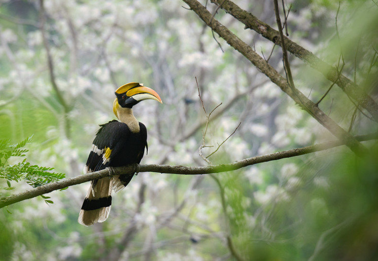 Vogels spotten in Khao Yai National Park, Thailand Vogels spotten in Khao Yai National Park, Thailand