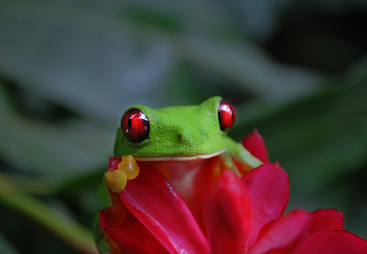 Kleurrijke kikkers in Manuel Antonio National Park, Costa Rica