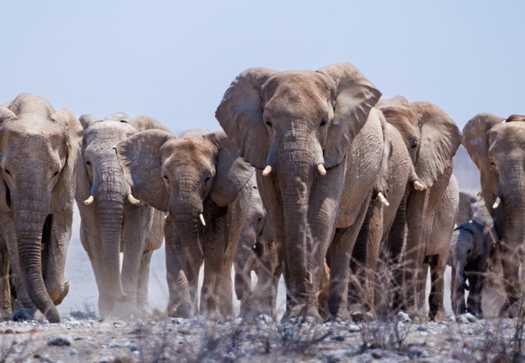 Klant Fessem in Etosha national park