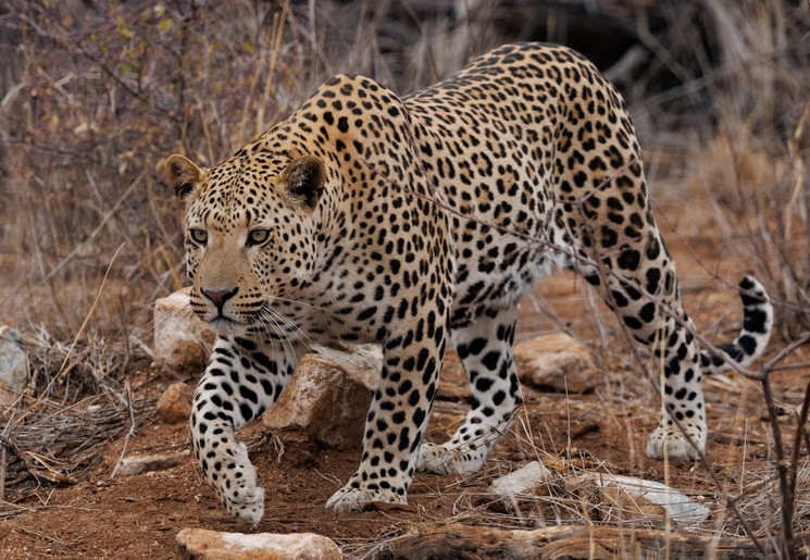 Klant Fessem Okonjima Nature Reserve