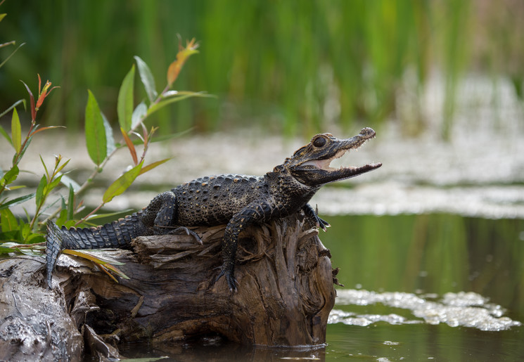 Kleine-krokodil-Amazonegebied(12)