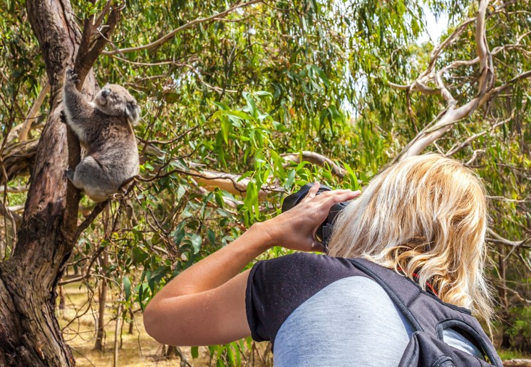 Verblijf tussen de koala's in Port Stephens