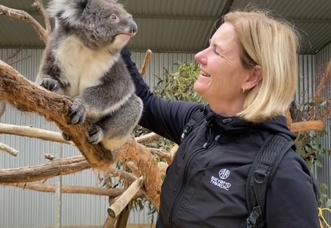 Koala in de bomen Australie